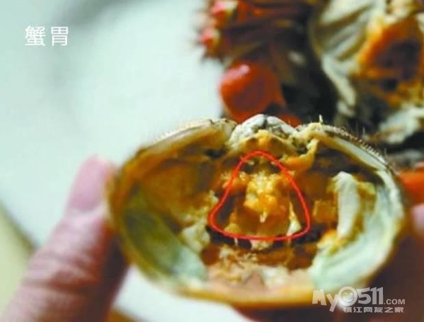螃蟹怎么看公母_螃蟹公母怎么分