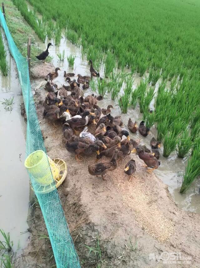 鸭绿河农场多少人口_鸭绿河农场开展 把健康带回家 流动人口关怀关爱活动