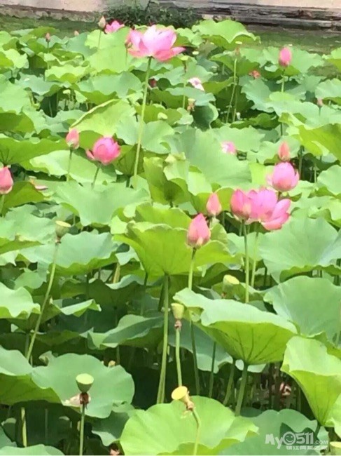 自产自销,走遍中国,舌尖上的中国!长荡湖的螃蟹