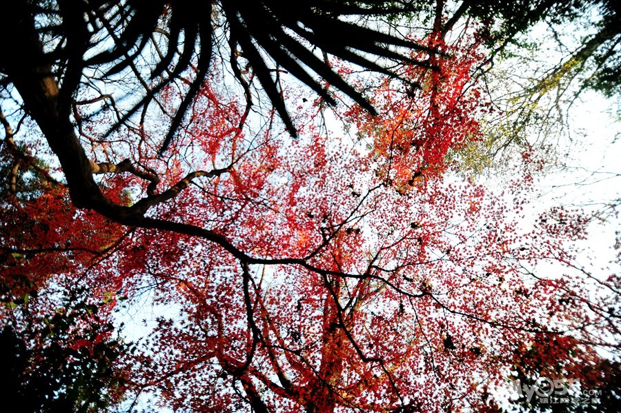 《求证伯先公园里这块江苏镇江县纪念石的来