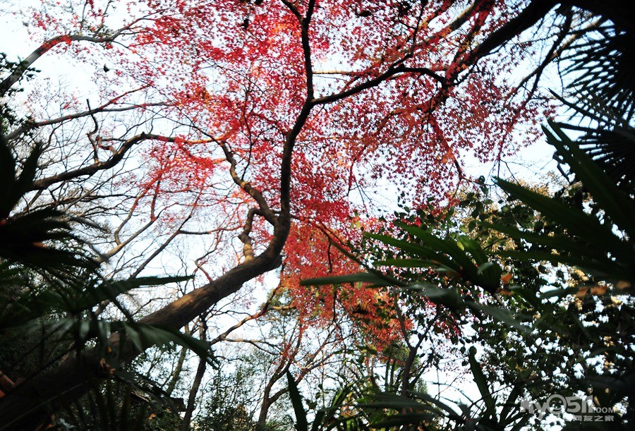 《求证伯先公园里江苏镇江县。纪念石的来历