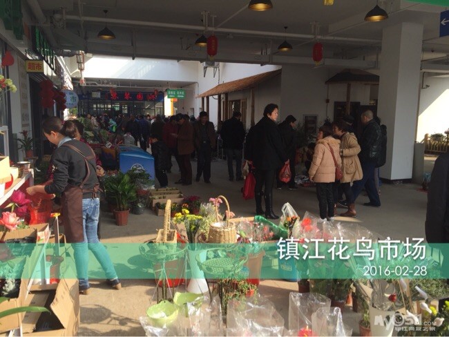天时,地利,人和造就镇江市花鸟市场(南山绿集)人气如此之旺,让我情