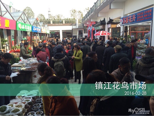 天时,地利,人和造就镇江市花鸟市场(南山绿集)人气如此之旺,让我情