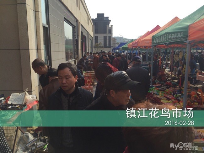 天时,地利,人和造就镇江市花鸟市场(南山绿集)人气如此之旺,让我情