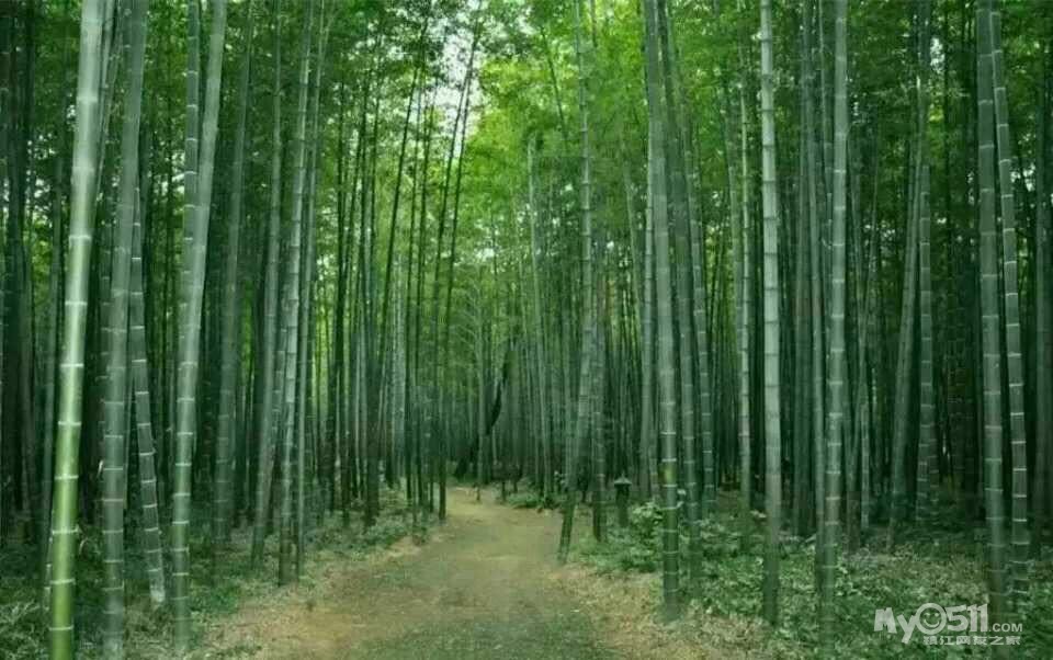 给江苏人介绍下客家竹筒酒 - 饮食男女 - 梦溪论