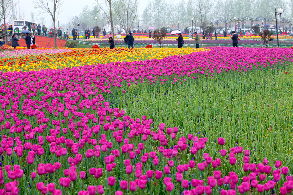 2016荷兰花海(大丰) 纪行 - 视觉Coffeeshop摄影