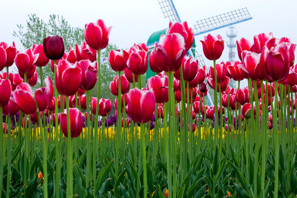 2016荷兰花海(大丰) 纪行 - 视觉Coffeeshop摄影