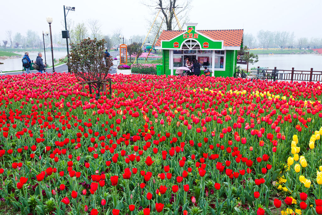 2016荷兰花海(大丰) 纪行 - 视觉Coffeeshop摄影