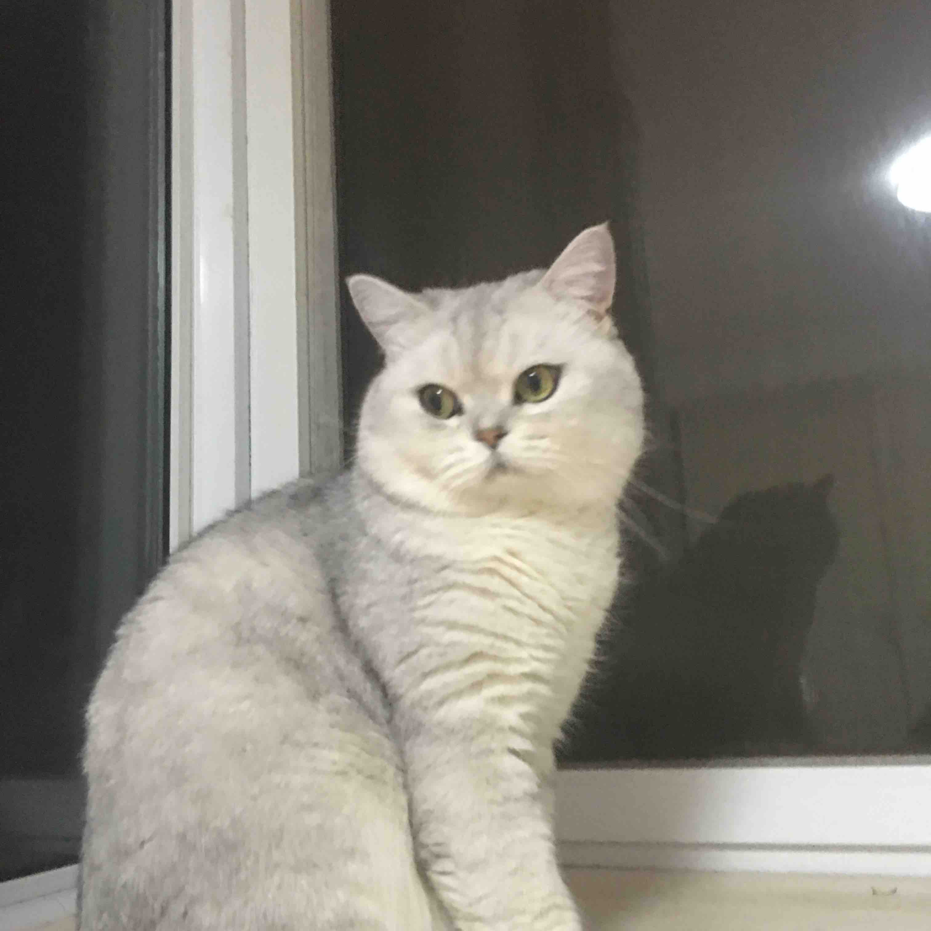 ϵӢ