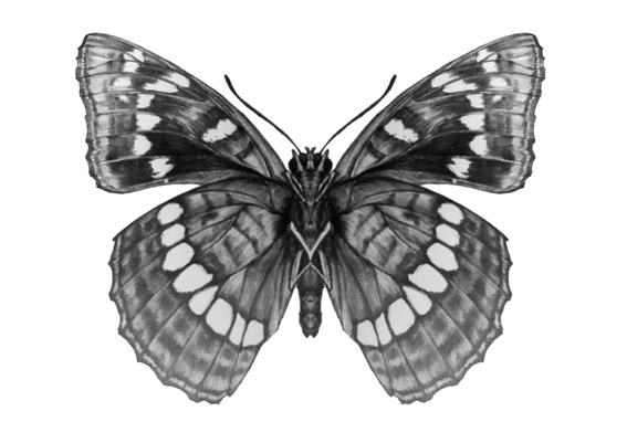 素描暑假培训班,全职老师全日制教学(还有非全