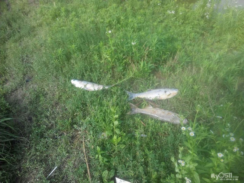 黄墟华东热镀锌厂,有毒废水流入我家鱼塘导致