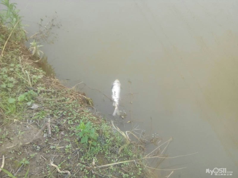 黄墟华东热镀锌厂,有毒废水流入我家鱼塘导致