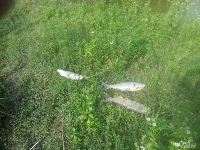 黄墟华东热镀锌厂,有毒废水流入我家鱼塘导致