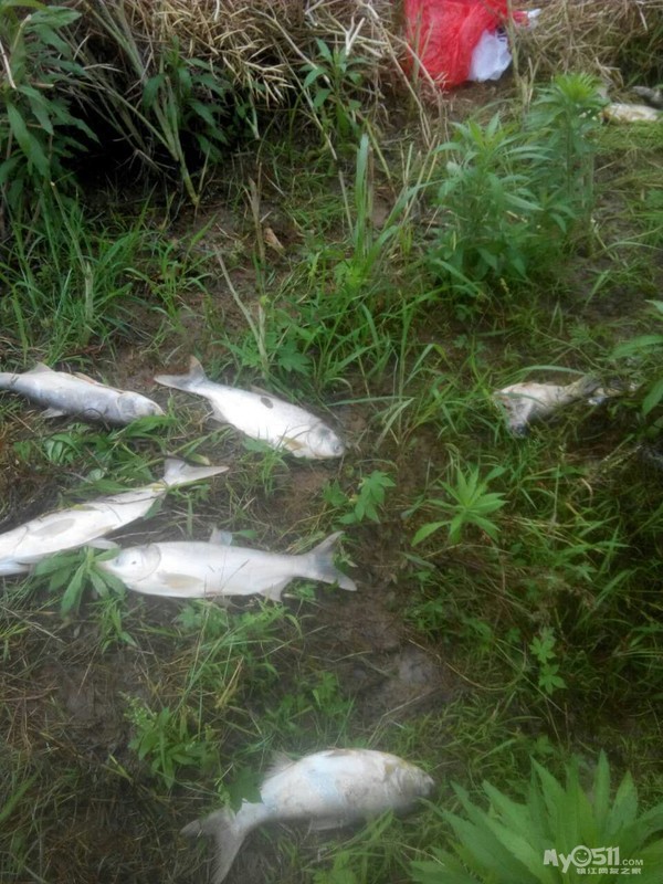 黄墟华东热镀锌厂,有毒废水流入我家鱼塘导致