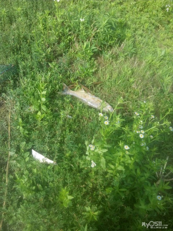 黄墟华东热镀锌厂,有毒废水流入我家鱼塘导致