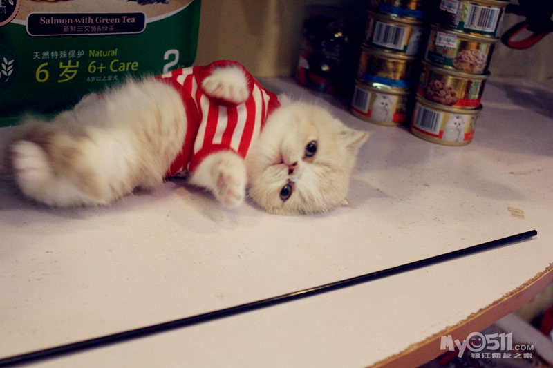 这个小猫咪真有意思 穿了衣服就不会走路了 这