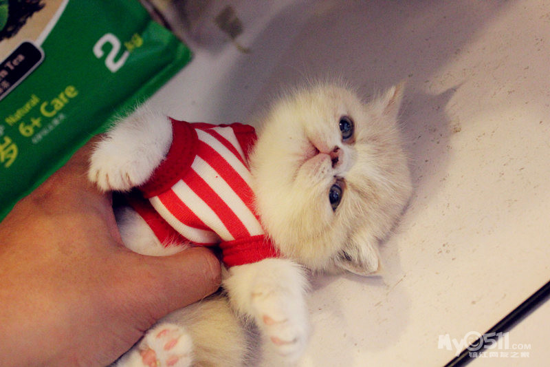 这个小猫咪真有意思 穿了衣服就不会走路了 这