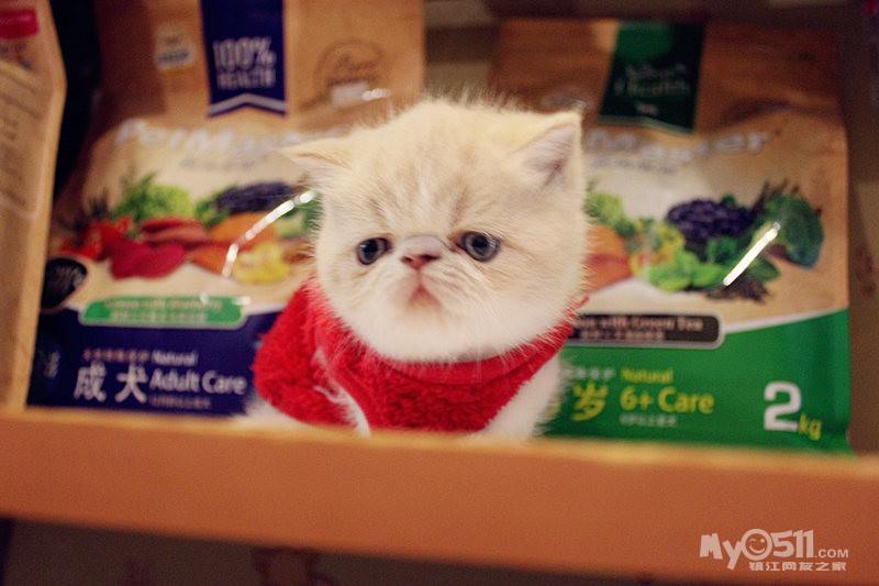 这个小猫咪真有意思 穿了衣服就不会走路了 这