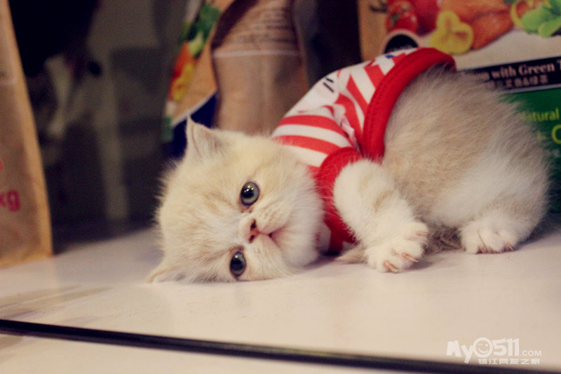 这个小猫咪真有意思 穿了衣服就不会走路了 这