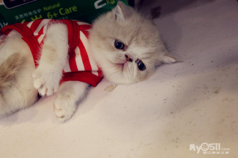 这个小猫咪真有意思 穿了衣服就不会走路了 这