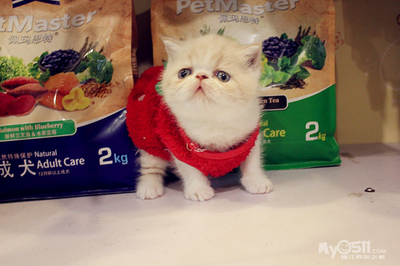 这个小猫咪真有意思 穿了衣服就不会走路了 这