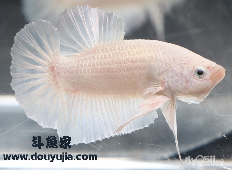 泰国斗鱼白金将军福利换点滤材之类小东西 - 花