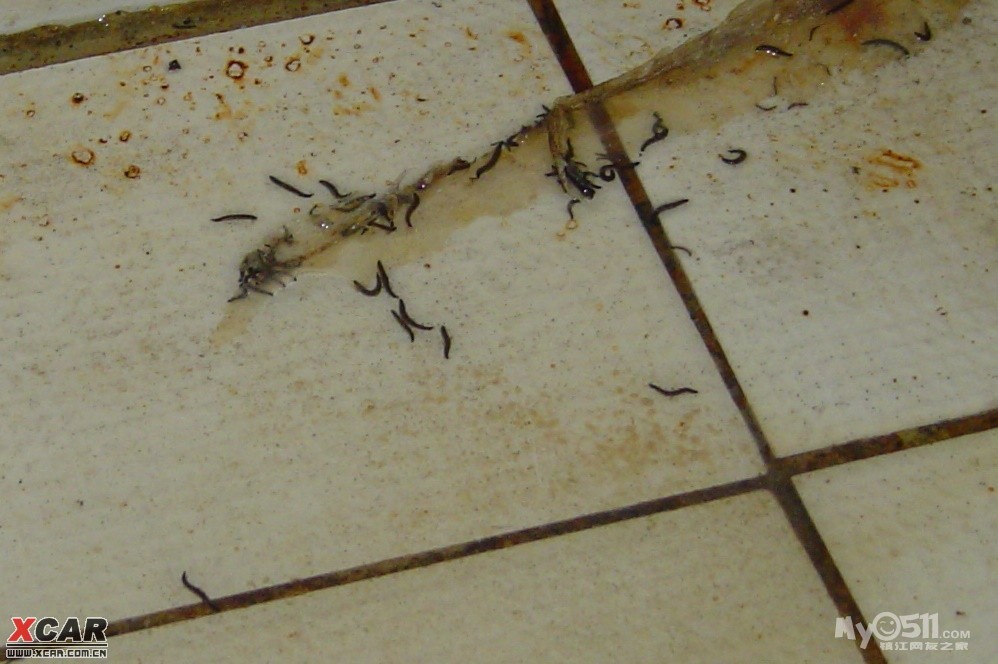 蛾蚋的幼虫一定要生活在有水的地方,下面是幼虫图片   你自己看一下家