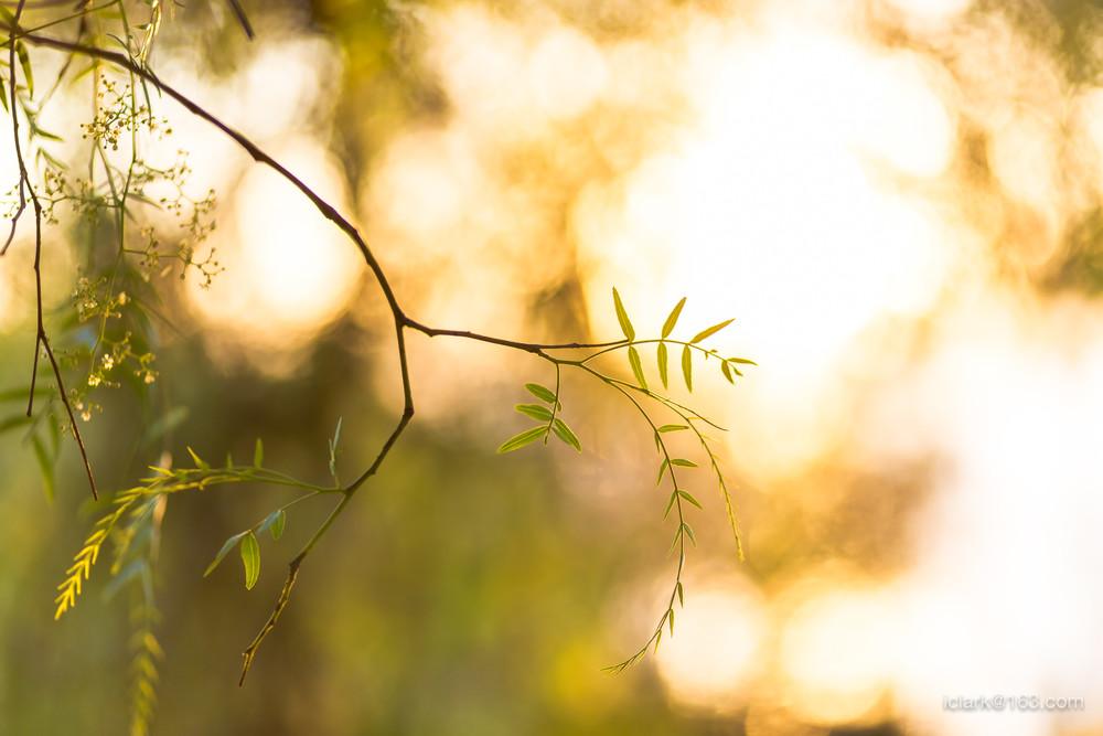 2017-02-08 今天我们来看看珀斯的国王公园 -