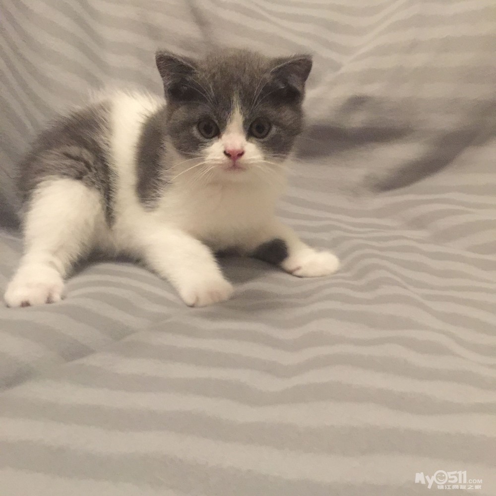 市区宠物店招聘美容师\/美容助理 - 镇江招聘 - 梦