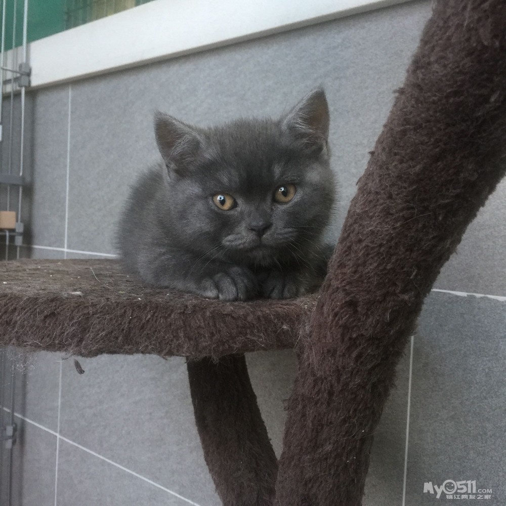 市区宠物店招聘美容师\/美容助理 - 镇江招聘 - 梦