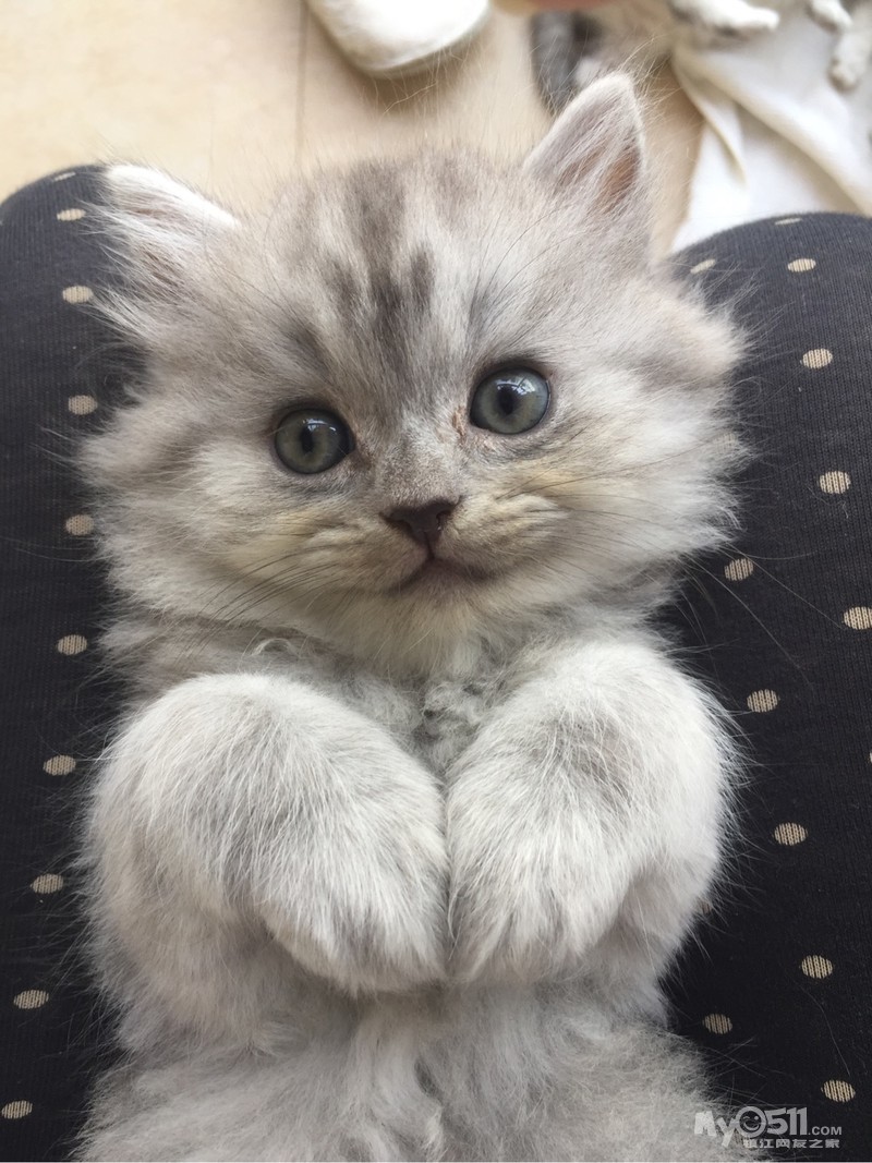 家养纯种苏格兰高地折耳猫
