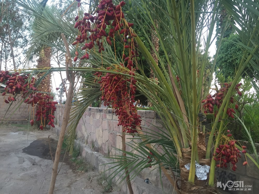埃及特有的椰枣树