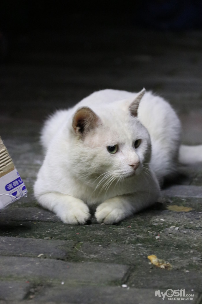 今天下这么大的雨 也不知道家门口的流浪们还