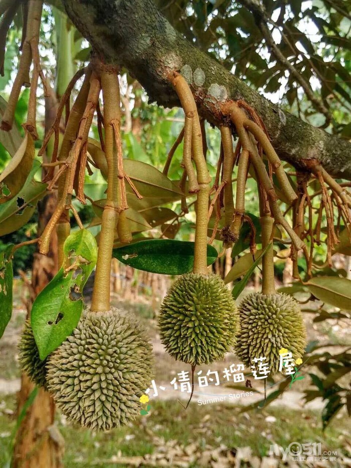 咱家榴莲是生长在马来西亚的正宗猫山王,在树上成熟后自然掉落,保证