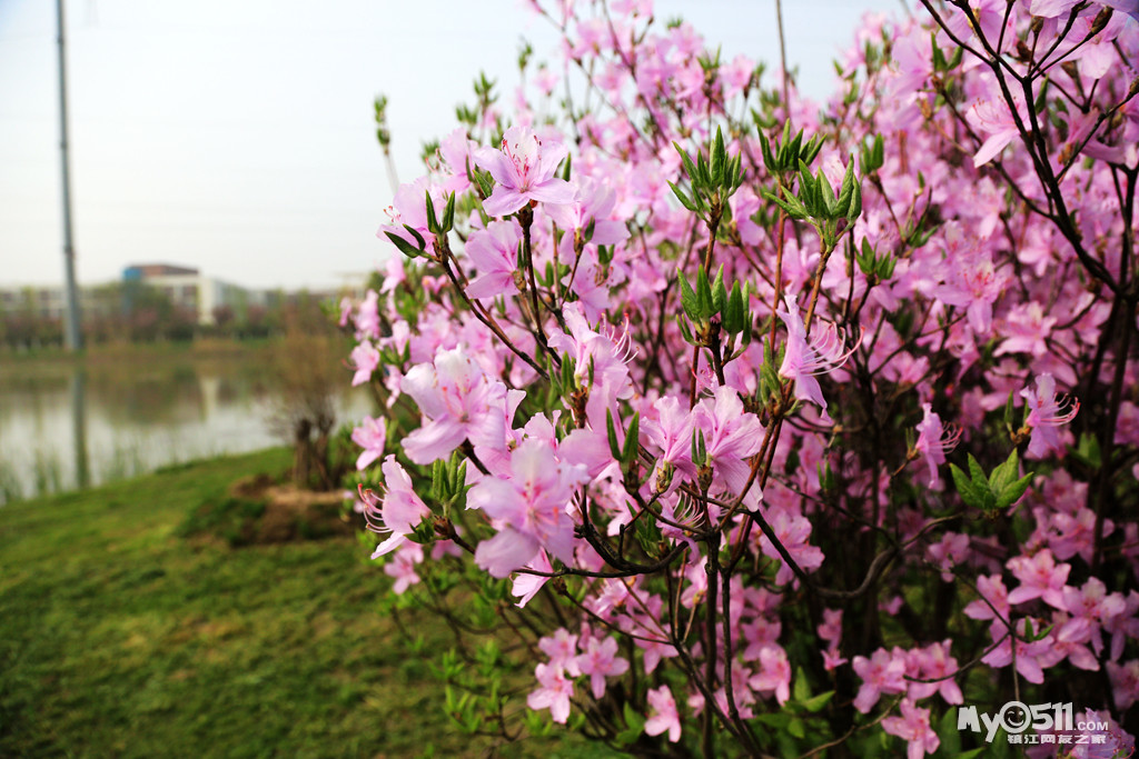 菜菜鸟户外2018春季赏花计划:绿博郁金香花海