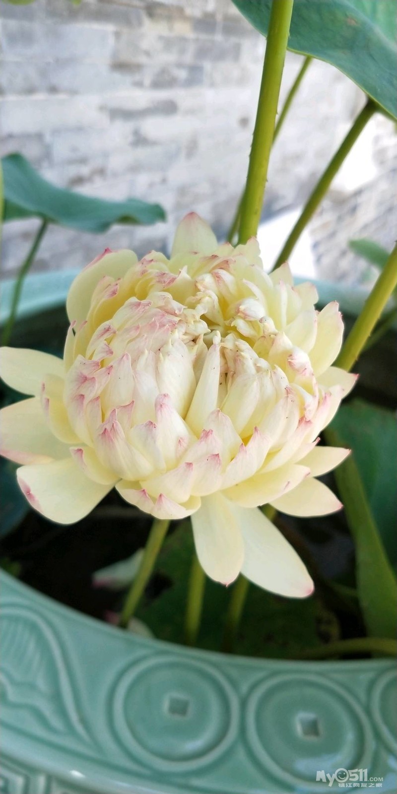 vivo nex和小米8哪个好