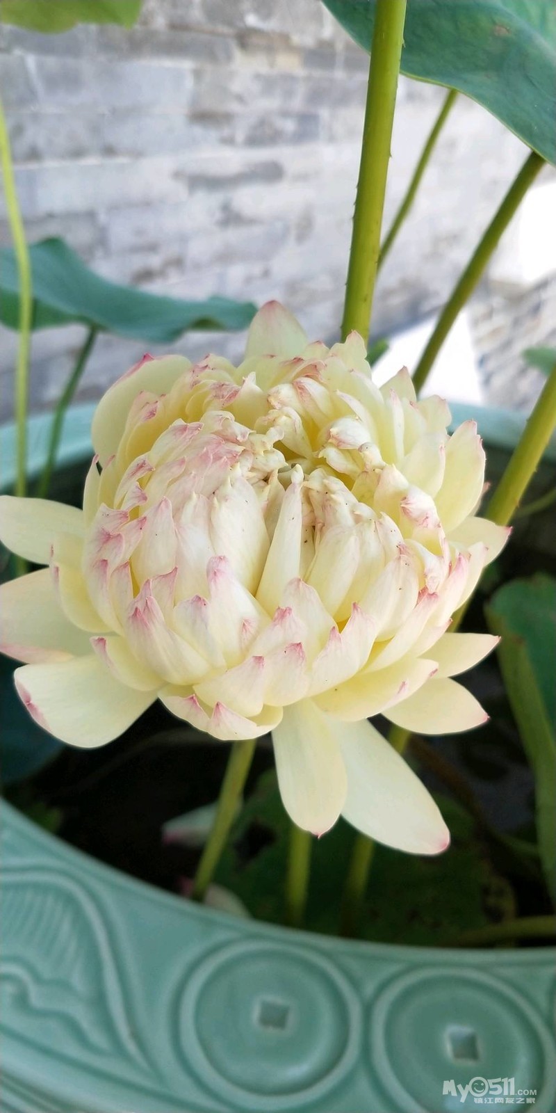 vivo nex和小米8哪个好