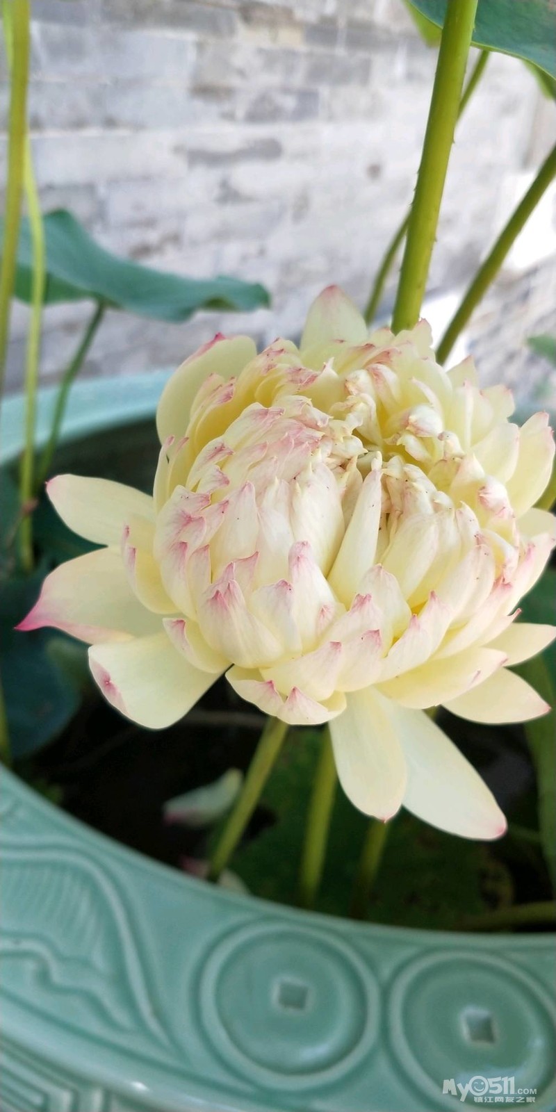 vivo nex和小米8哪个好