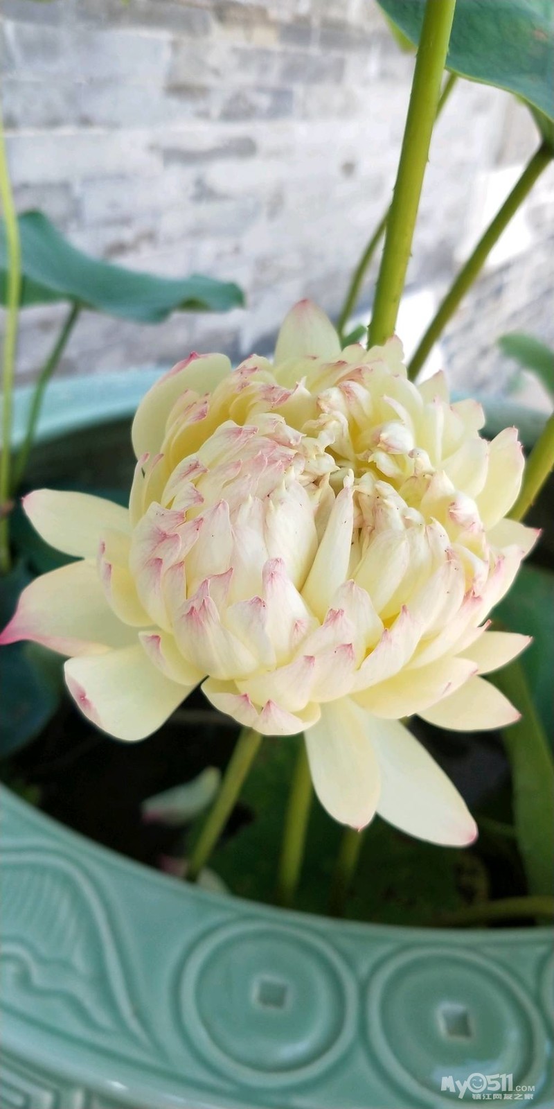 vivo nex和小米8哪个好