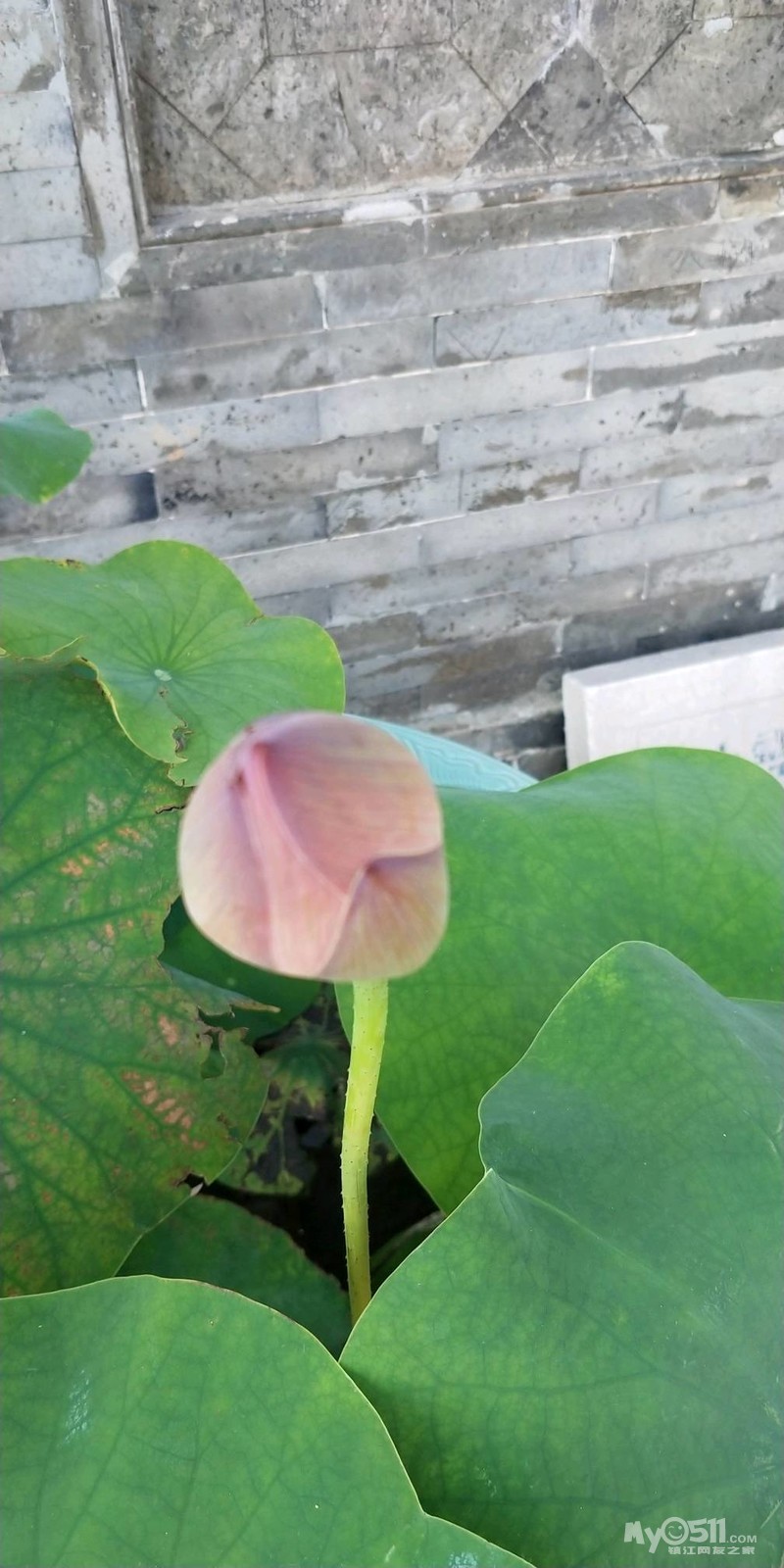 vivo nex和小米8哪个好