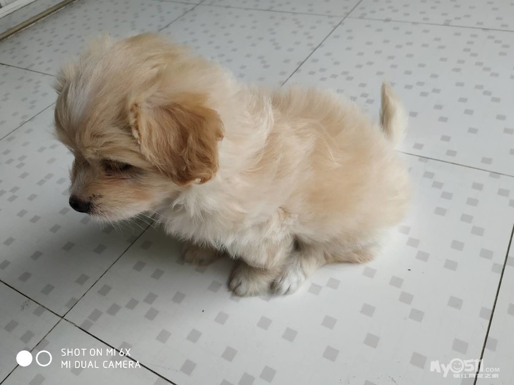 猫狗总动员 03 泰迪串串找新家家喽   10  11