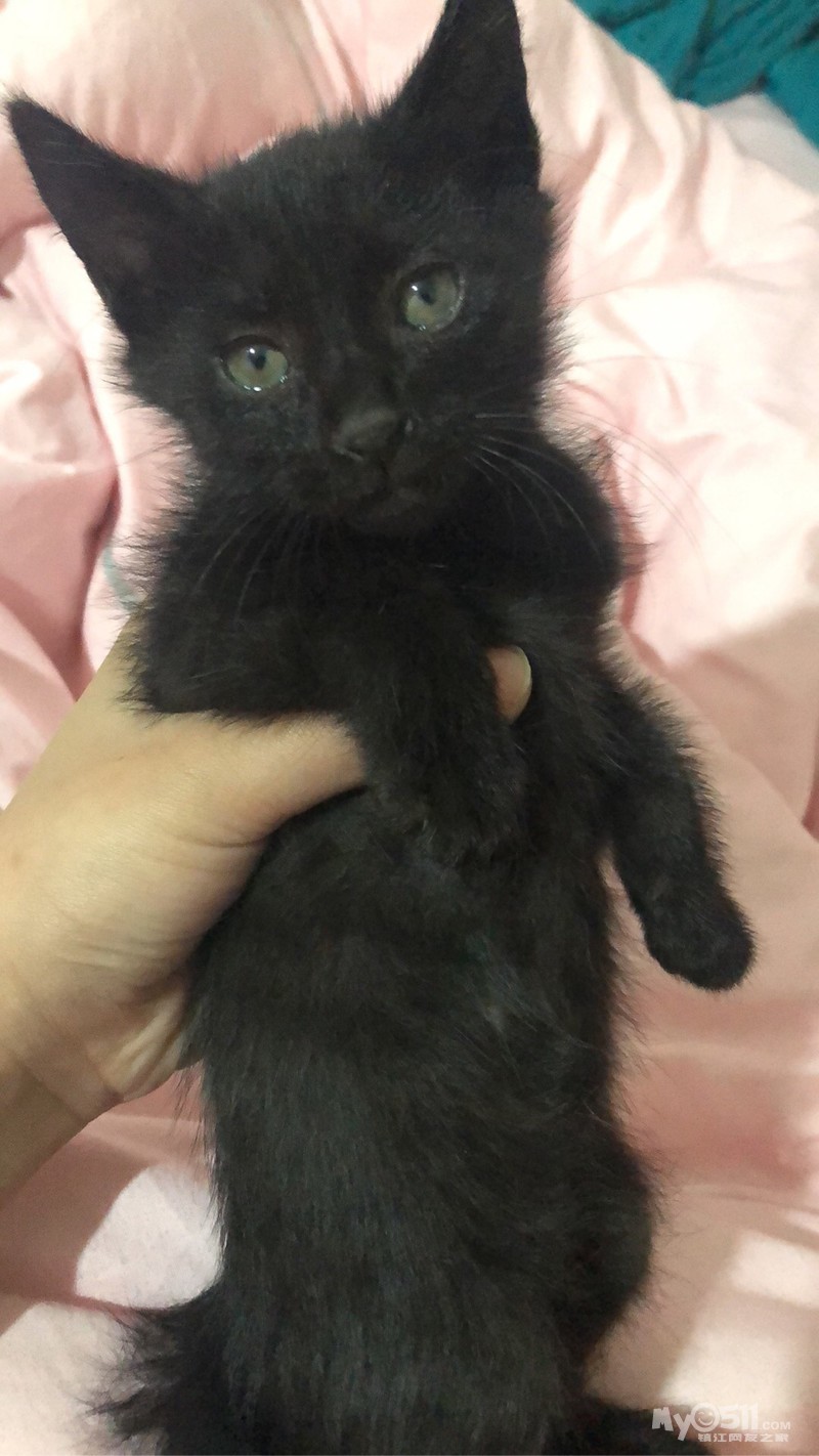 明码标价啦～小暹罗1200,俄罗斯蓝猫1000.小黑猫300,有意者私聊