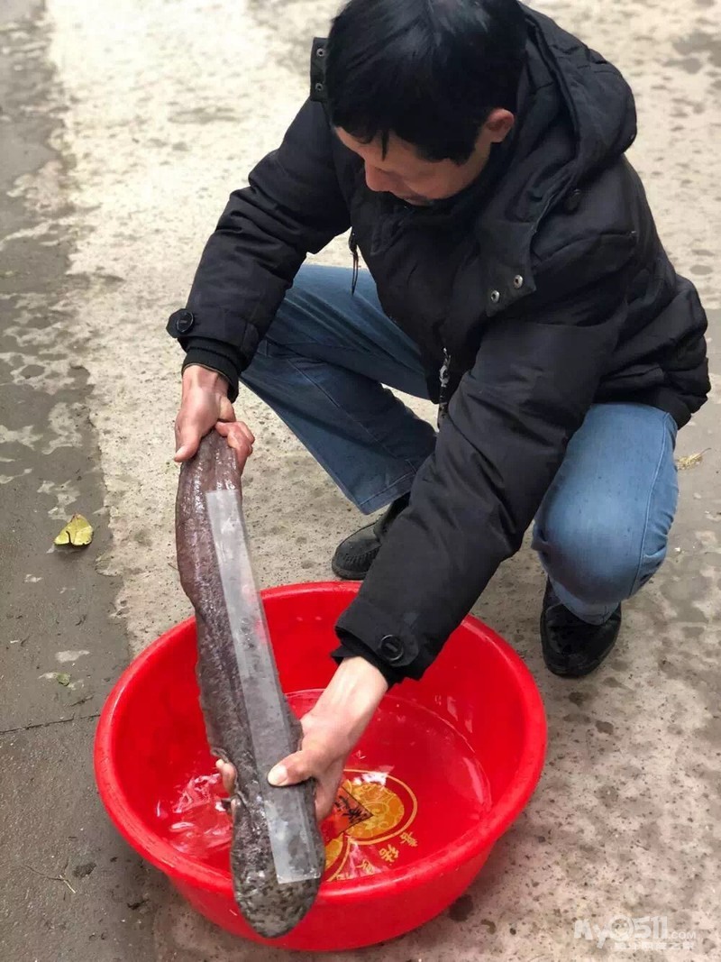 镇江南山附近惊现"四脚怪鱼!竟然是国宝娃娃鱼