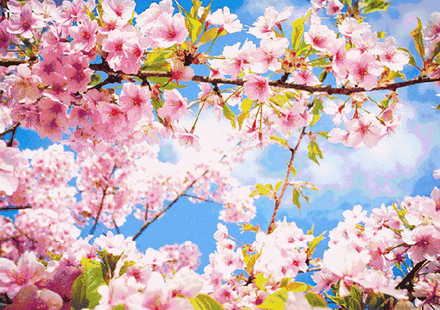 在温暖的春季   去樱花盛开的地方   get樱花