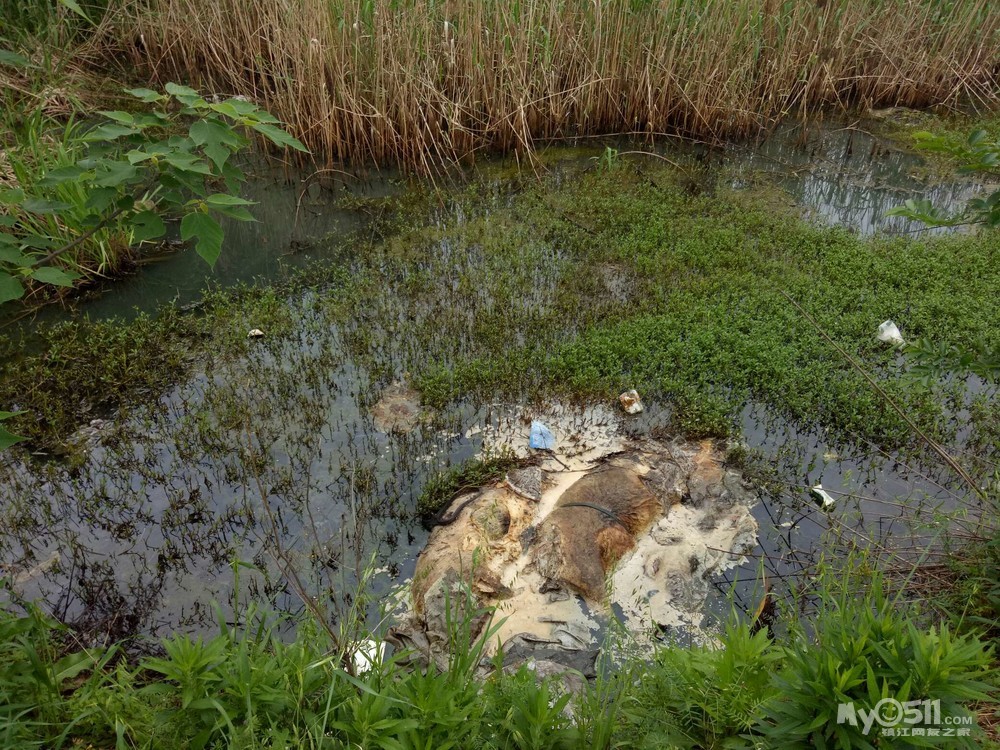 这种环境,问题是河里还有两头死猪.地点三山镇丁甸村南边