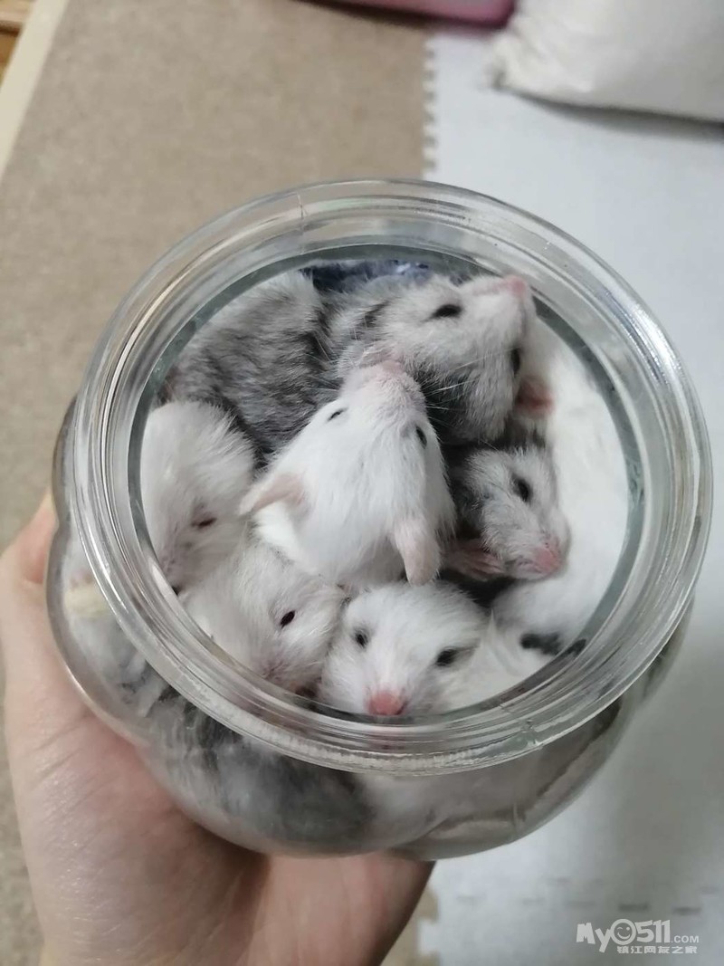 纯银仓鼠宝宝