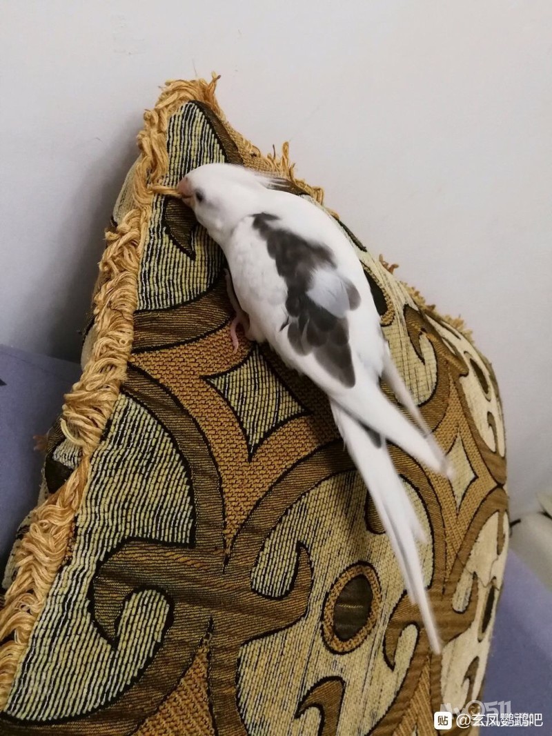 想养玄凤