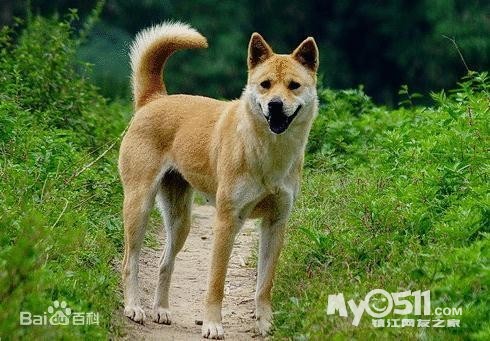 现求购一条纯种立耳土狗幼犬开家护院,大黄  铁包金 黄白花  都行