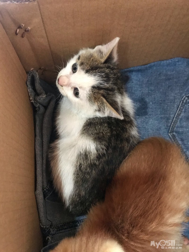 可爱的猫咪领养