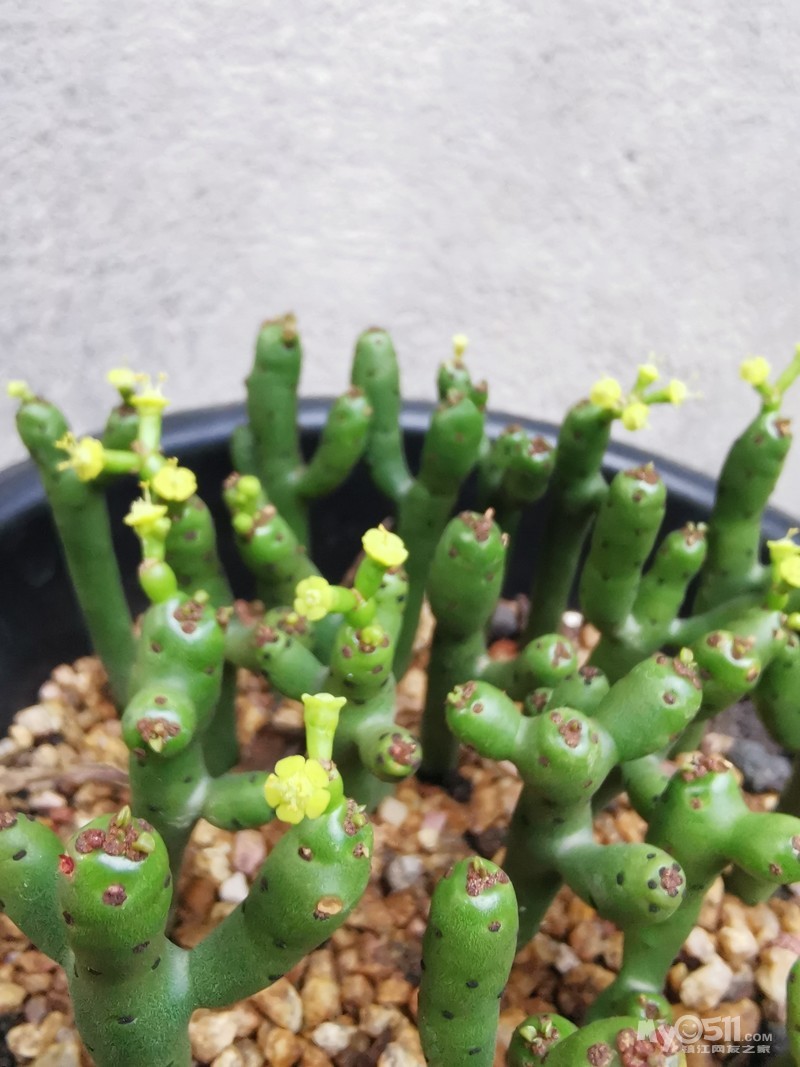 光棍树,开花